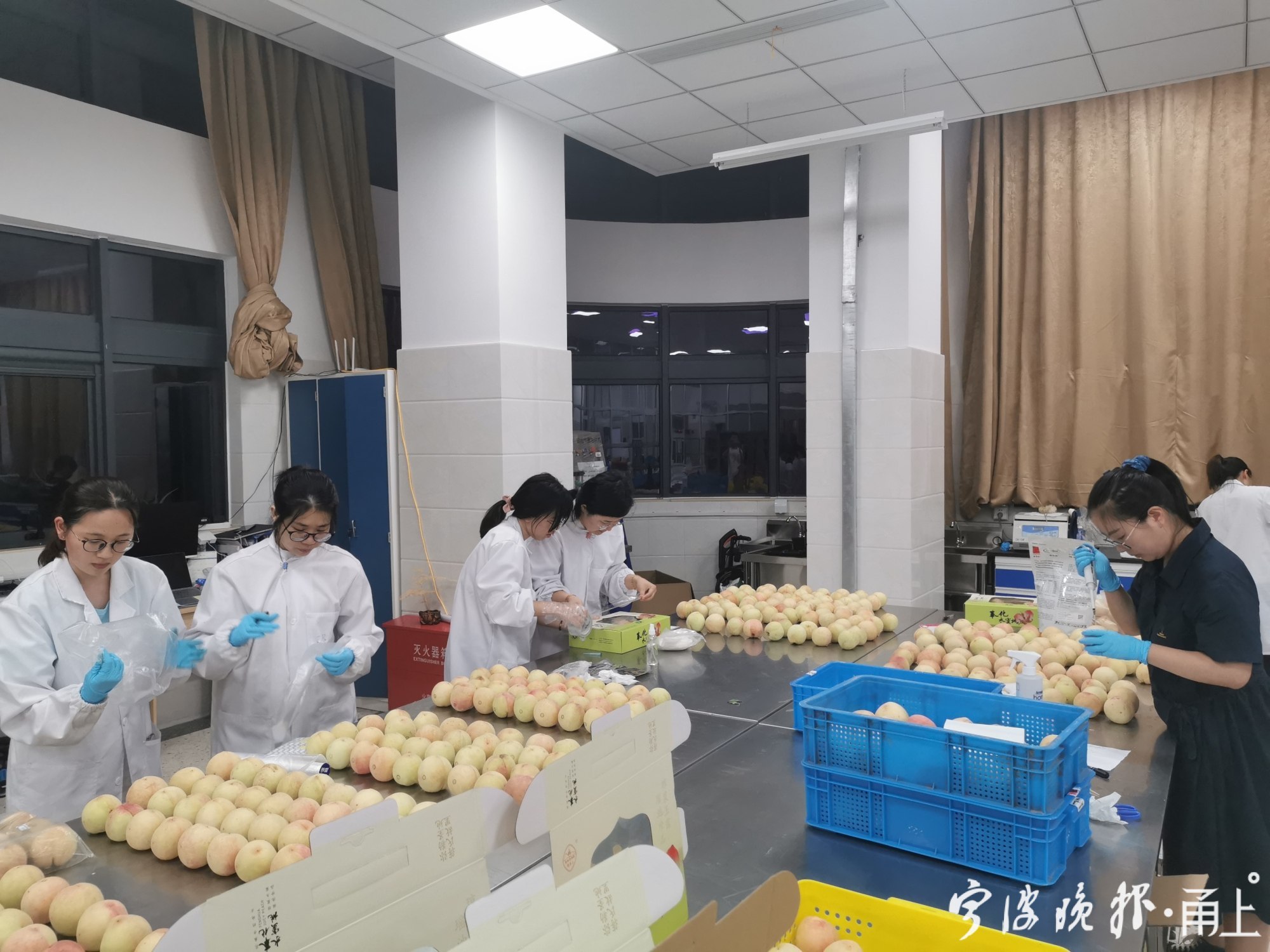 宁波大学教师苦研水蜜桃“驻颜术”，帮了浙江桃农大忙