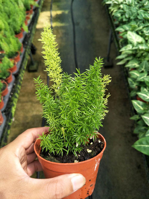 狐尾竹怎么养殖,凤尾竹怎么养能开花爆盆