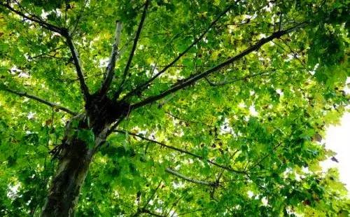 荣誉见证成长足迹,2017年耒阳一中