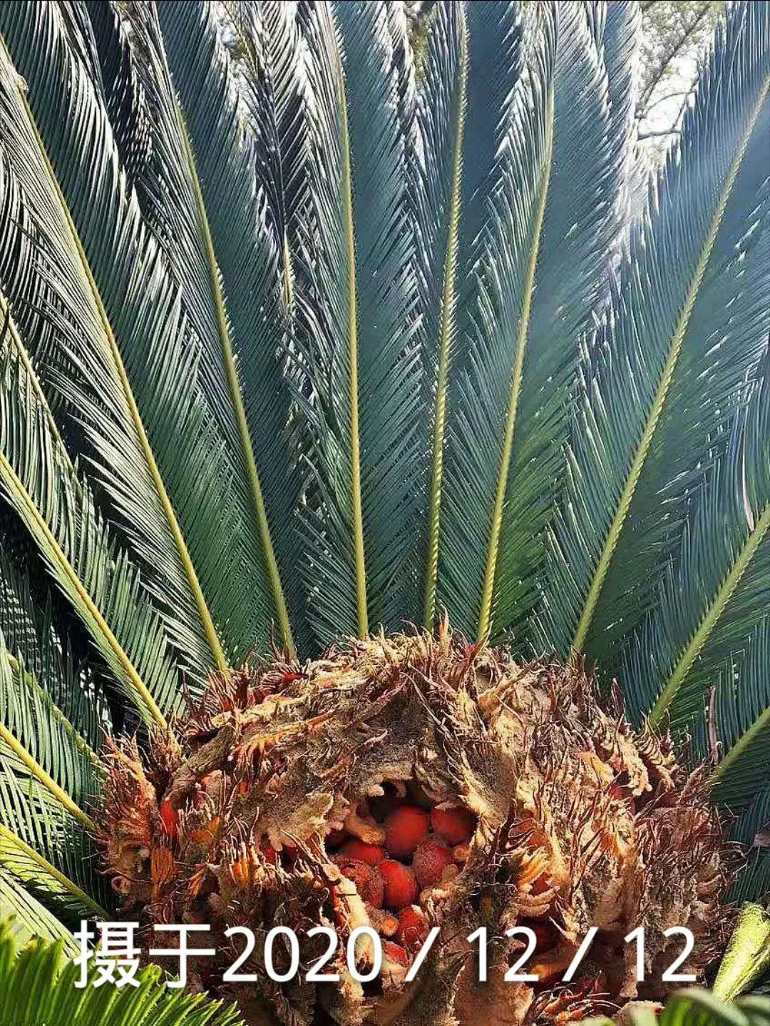 江城奇遇:铁树开花!