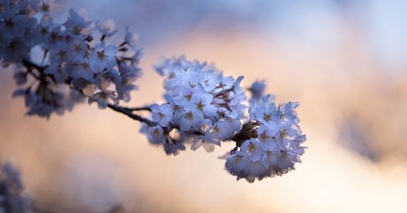 故事：我从宫女一跃成为后宫宠妃，只因我有个不为人知的宝贝