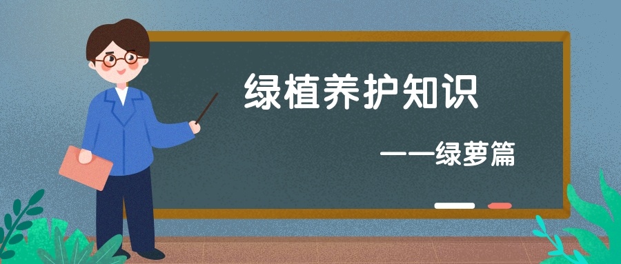 谁说绿萝知识浇浇水?很多人都养错了,绿萝应该这么养