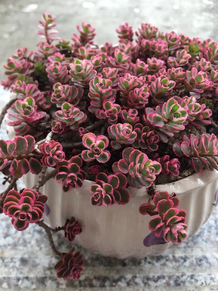 五颜六色的透明多肉,颜色超好看的多肉