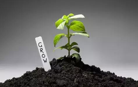 猪粪牛粪羊粪鸡粪哪种粪最好,鸡粪羊粪的养分含量