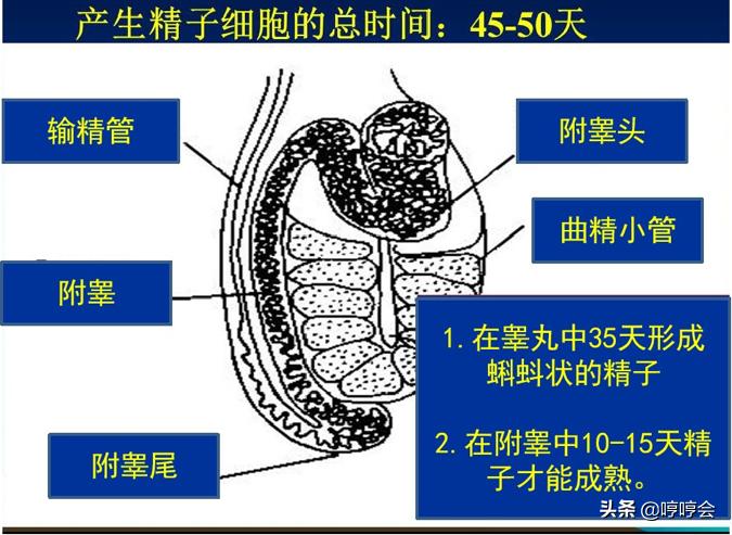 公猪应激怎么处理,公猪应激有什么危害