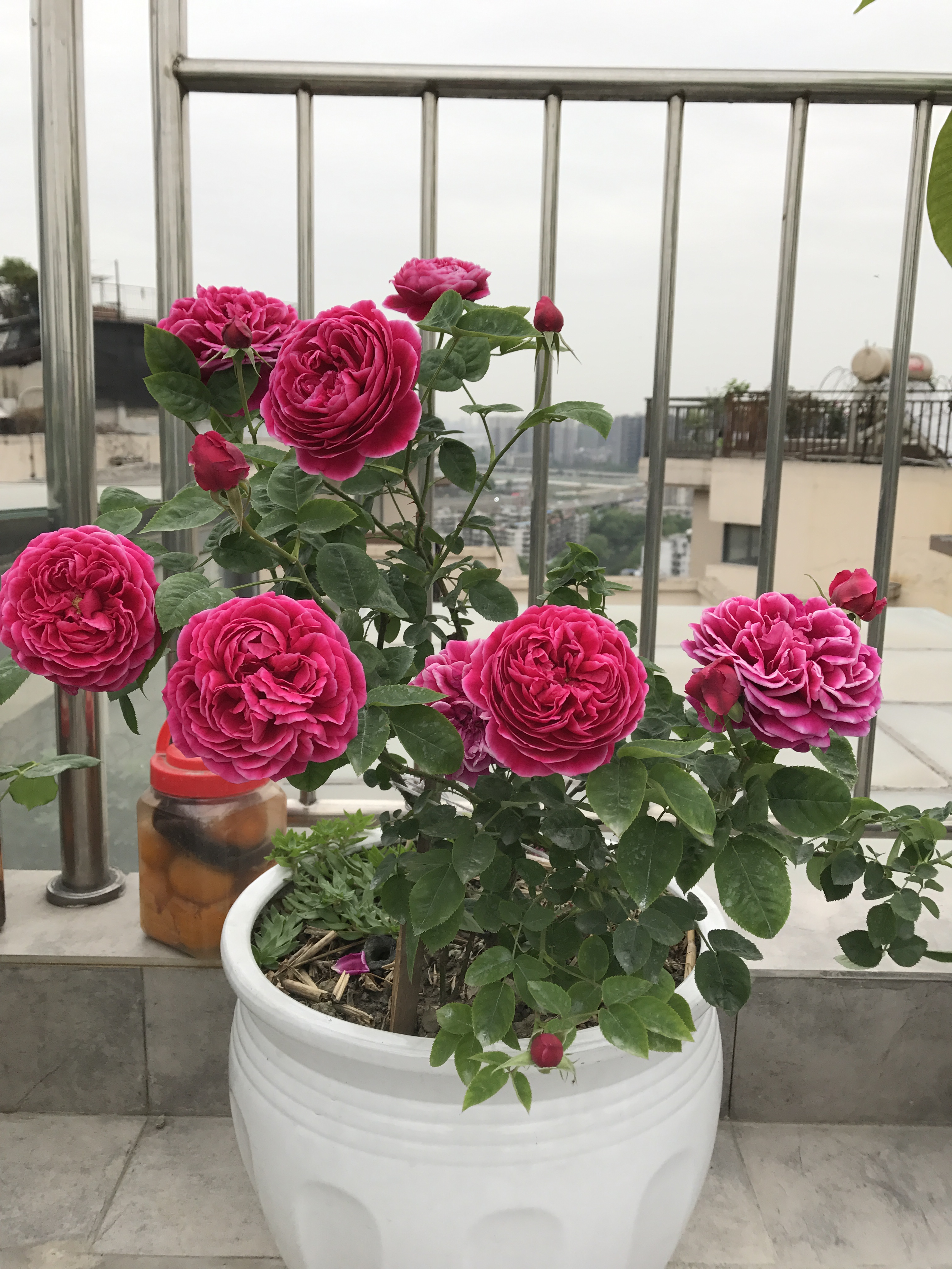 世界最美月季之一，花似牡丹芍药，开花勤，种植容易，盆栽也可以