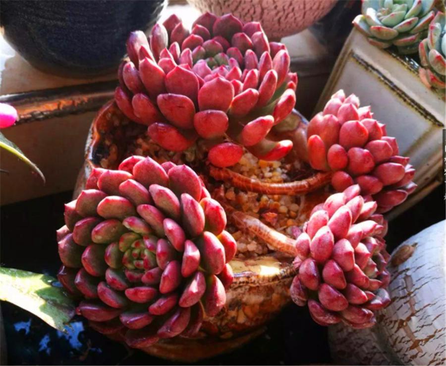 多肉红宝石叶子干瘪还能活吗,多肉红宝石叶片发黑怎么办