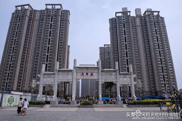 济南秋天的法国梧桐,济南一颗梧桐树