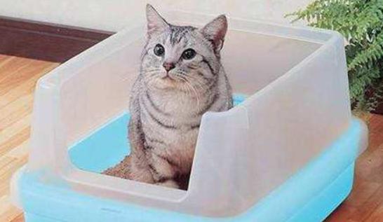 猫咪生病的各种药,猫咪生病物品消毒