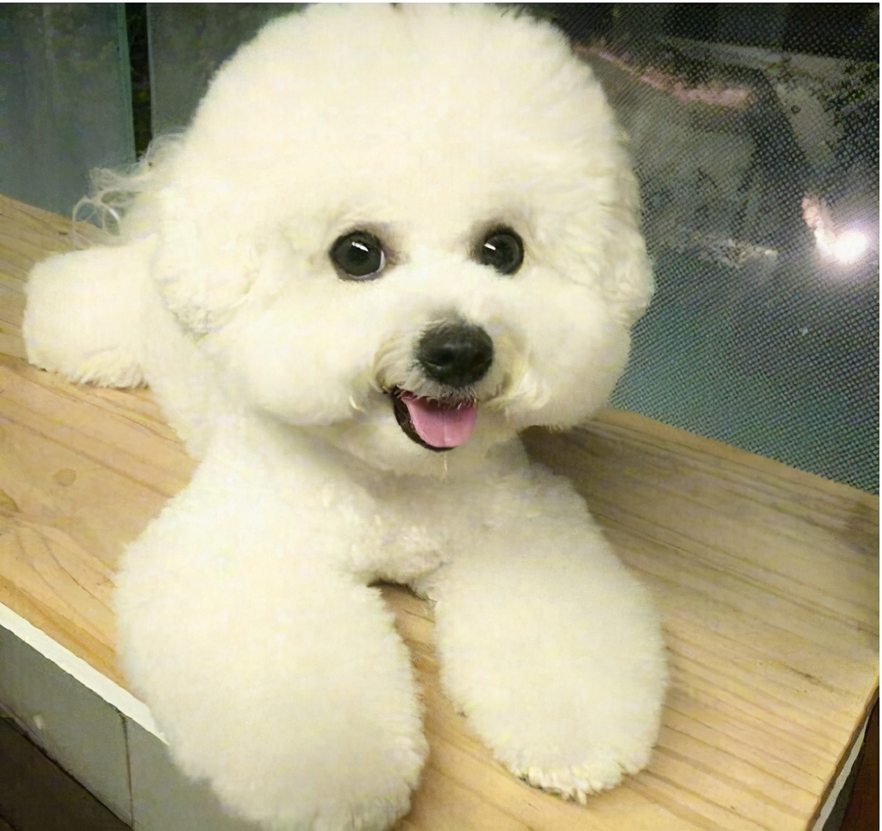 新手养什么狗小型犬便宜寿命长,什么样的宠物狗最好养温顺不生病