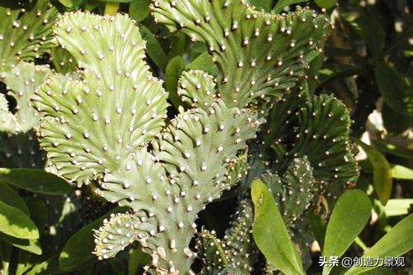 麒麟掌的风水好不好,麒麟掌风水有什么禁忌