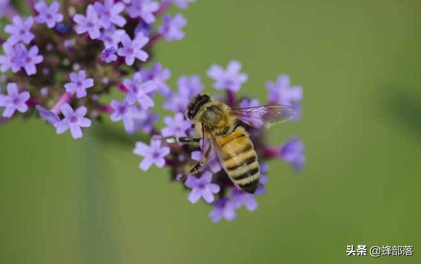 中蜂蜂王身上大蜂螨,中蜂原生虫病