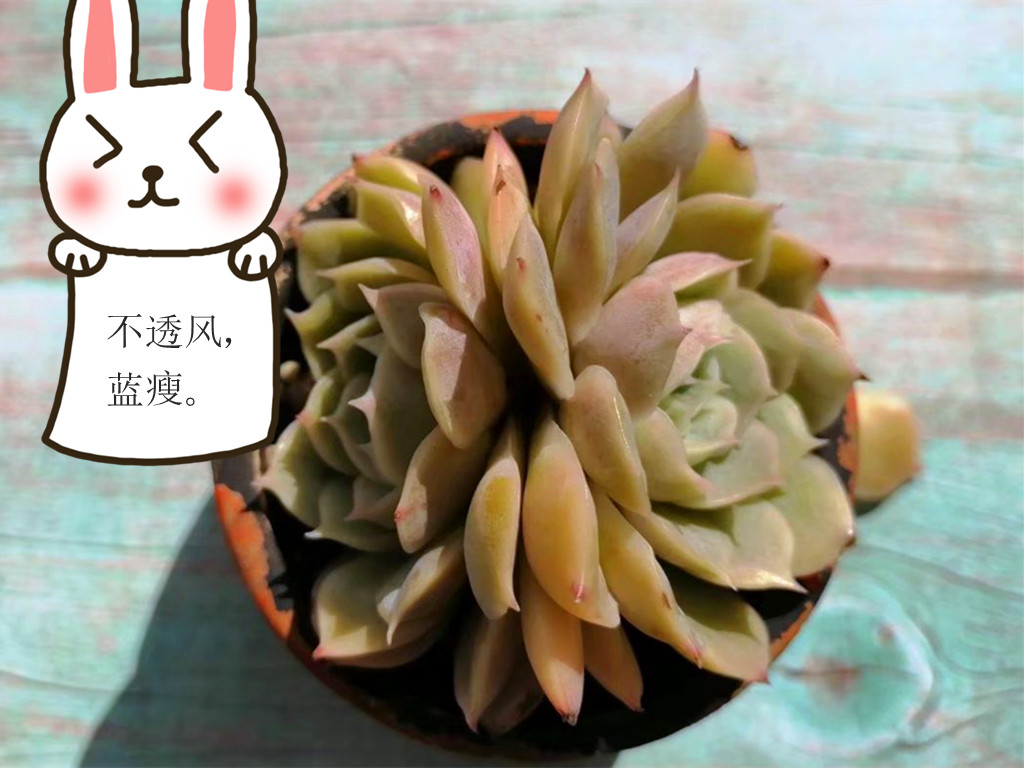 多肉病害不断，除了通风不好之外，最大的原因是潮湿，要这样解决