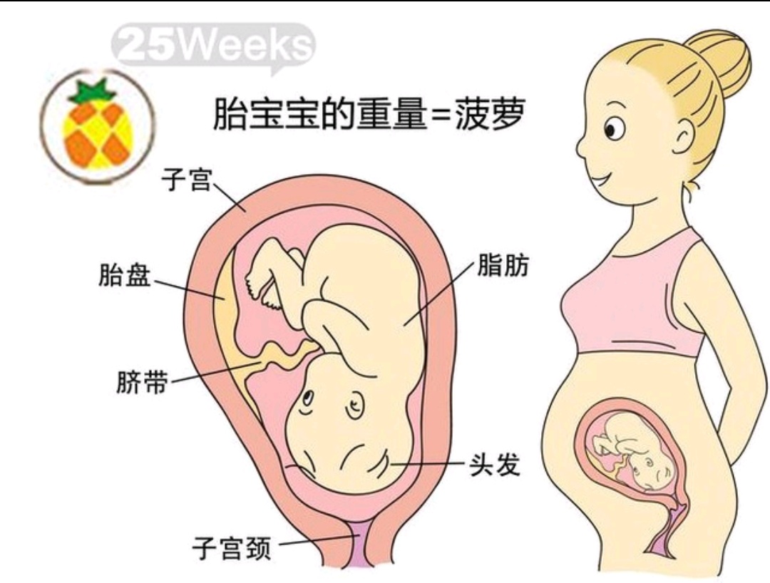 1-40周胎儿发育全过程孕妈妈必看,孕1-40周胎儿发育过程