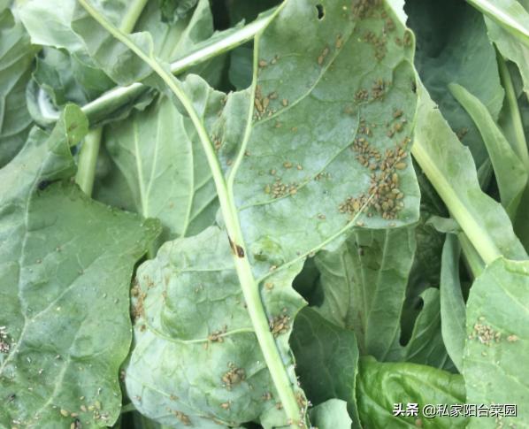 阳台种菜生小虫,阳台种菜小飞虫怎么根治