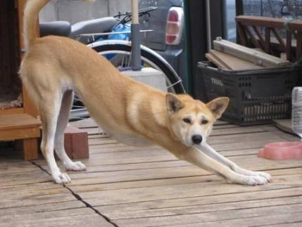 养狗九年狗狗不生病的秘密,养狗八年才知道的狗狗小秘密