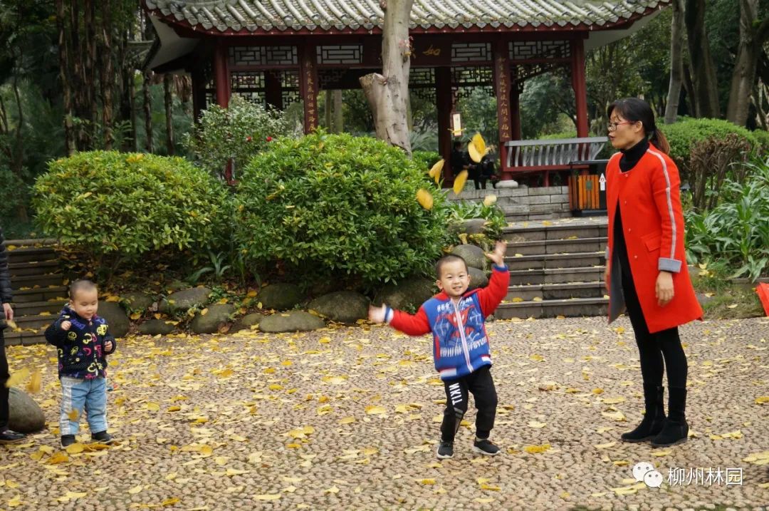 柳州的柳侯公园特色,柳州柳侯公园秋天美景