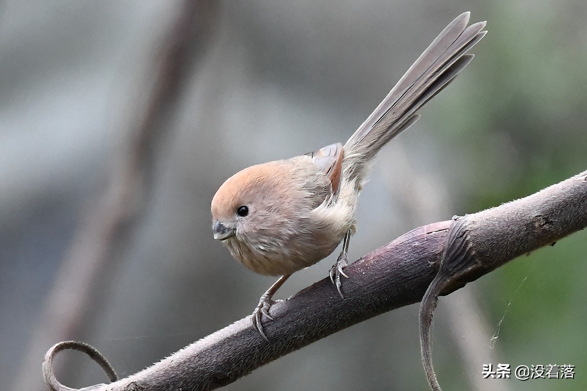 「10.13」北京沙河观鸟日记：收获长尾山椒鸟与中华攀雀
