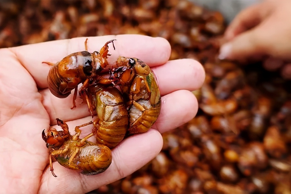 金蝉到底能吃不,金蝉为什么不能再吃