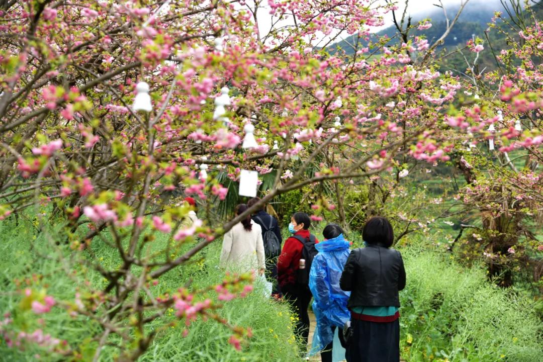 樱花烂漫时汉服少女,樱花烂漫时相遇