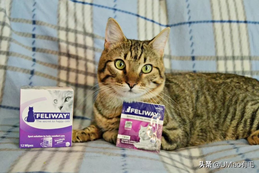 预防应激！6招帮猫咪减少焦虑