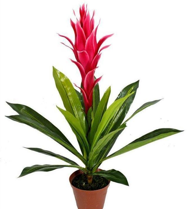 店铺摆什么植物生意好,做生意摆放植物哪些最好