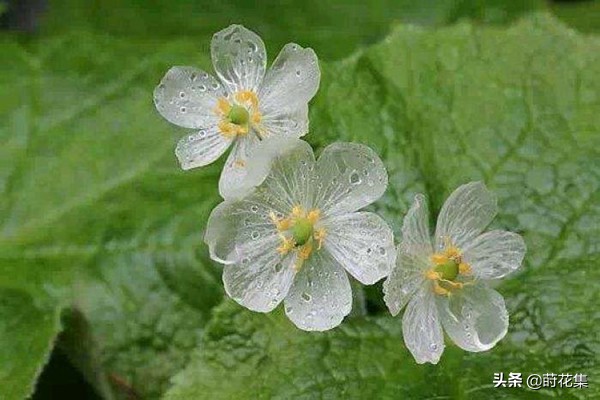 哪些花遇水变透明,遇水会变透明的花有哪些