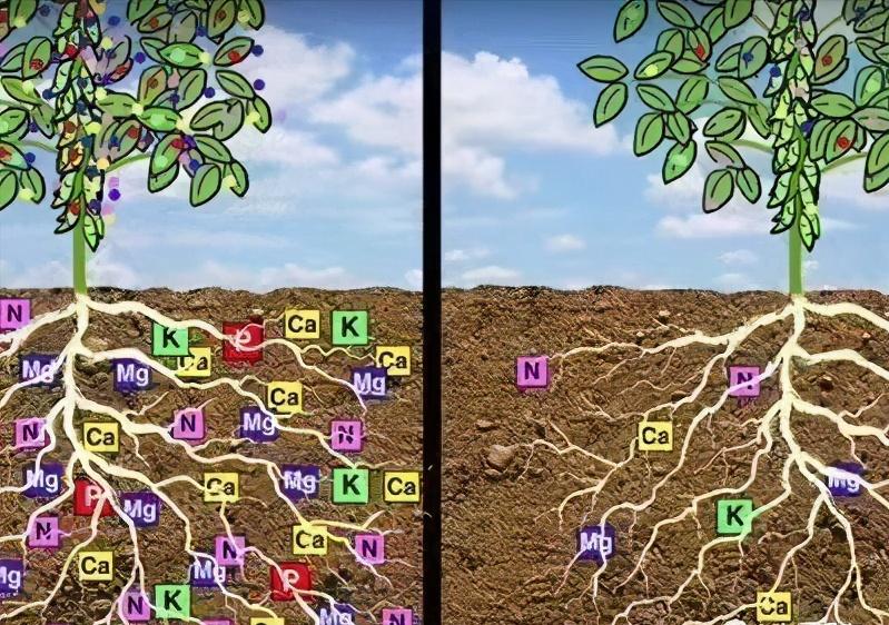 菜吧：土壤吃什么，我们就吃什么