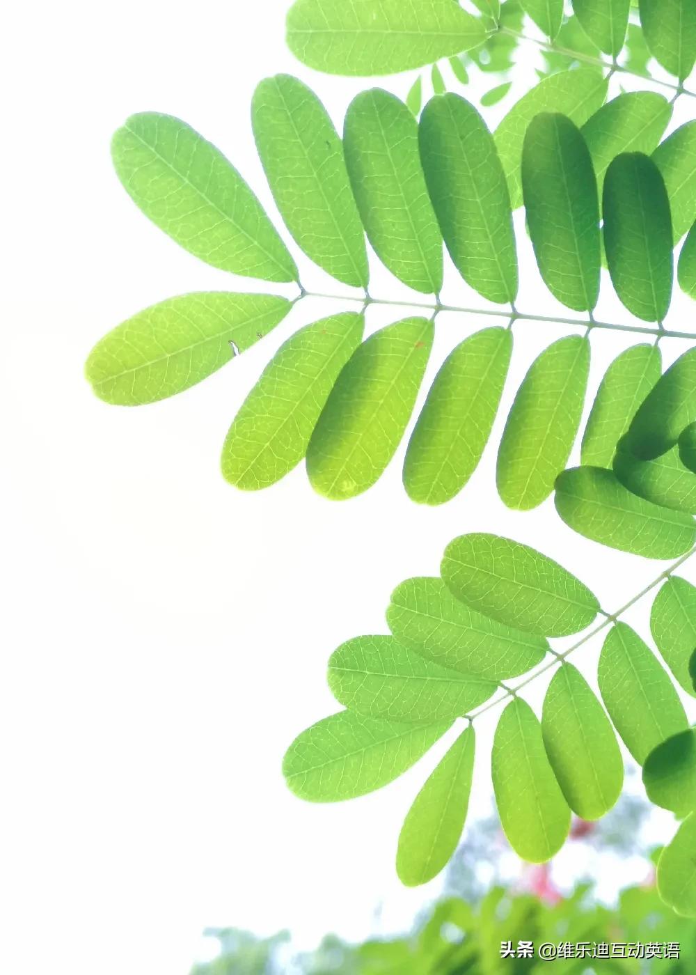 植树节的英文知识,植树节的英语表示