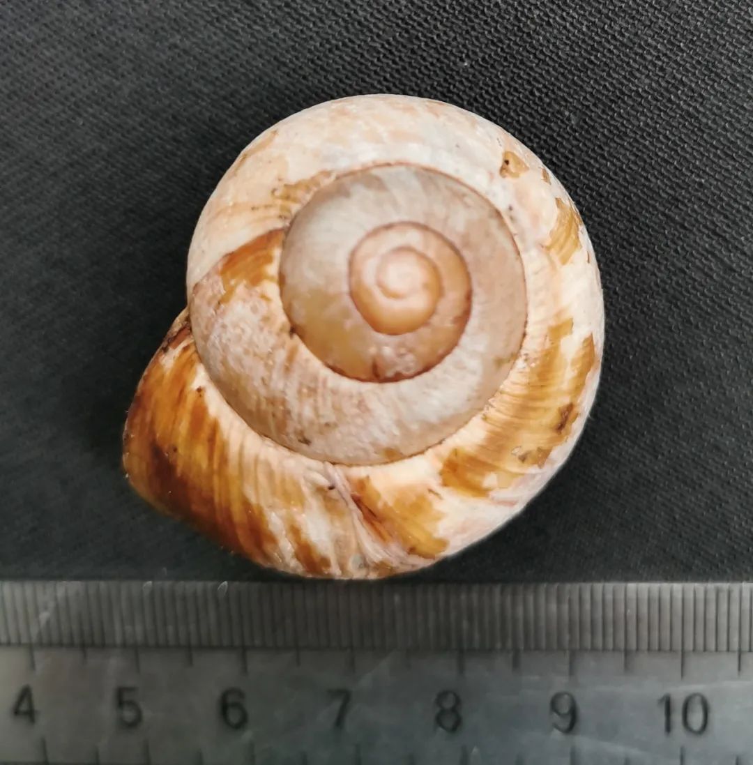 海关查获外来入侵蜗牛,包裹被广州海关拦截