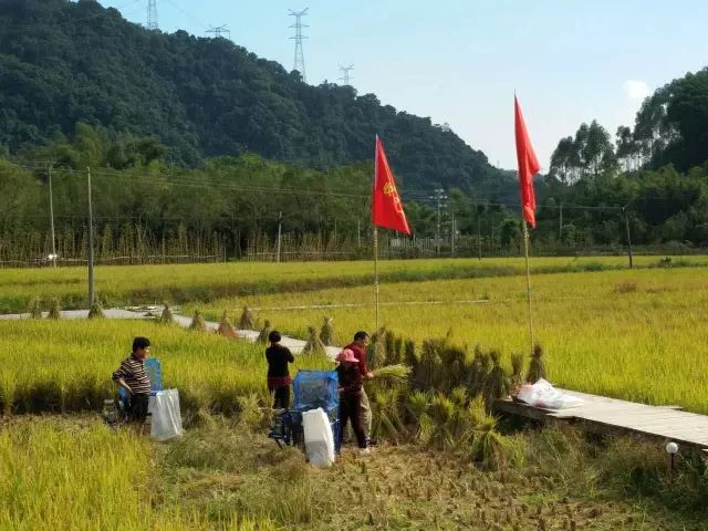 广州增城区宛若故里稻田里民宿,清远稻田田野民宿