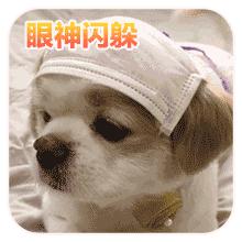 狗狗随便拉粑粑要怎么治它,什么药治狗狗乱拉屎