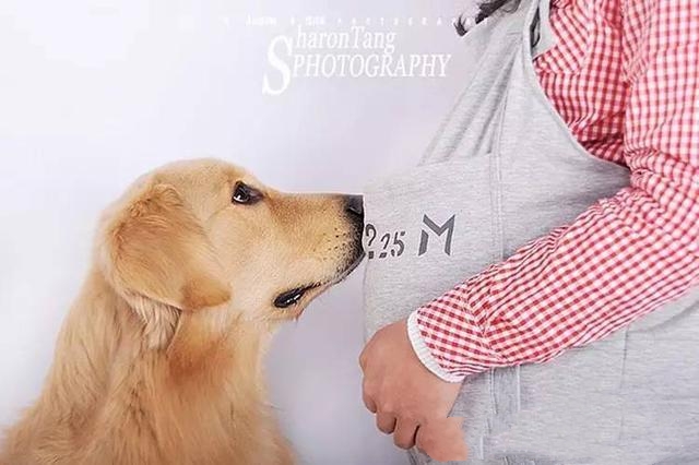 孕妇能喂狗吗对胎儿有害吗,孕晚期孕妇跟宠物狗狗接触会怎样