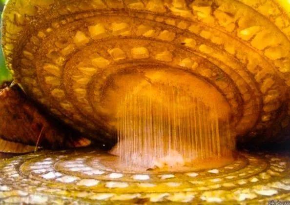 跳蚤在显微镜下长什么样,把显微镜放大40亿倍