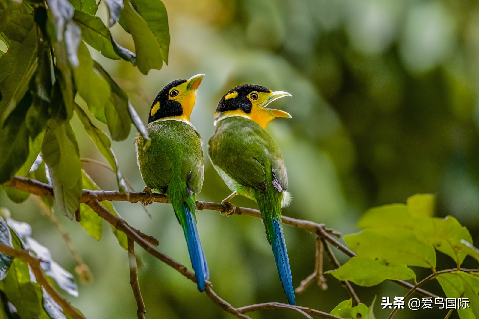 鸟类最好看的照片,100张绝美鸟类图片