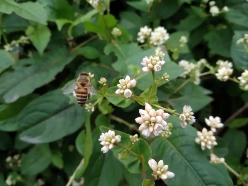 农村这种野果吃了20多年,农村这野果已不多见堪称泡酒佳品