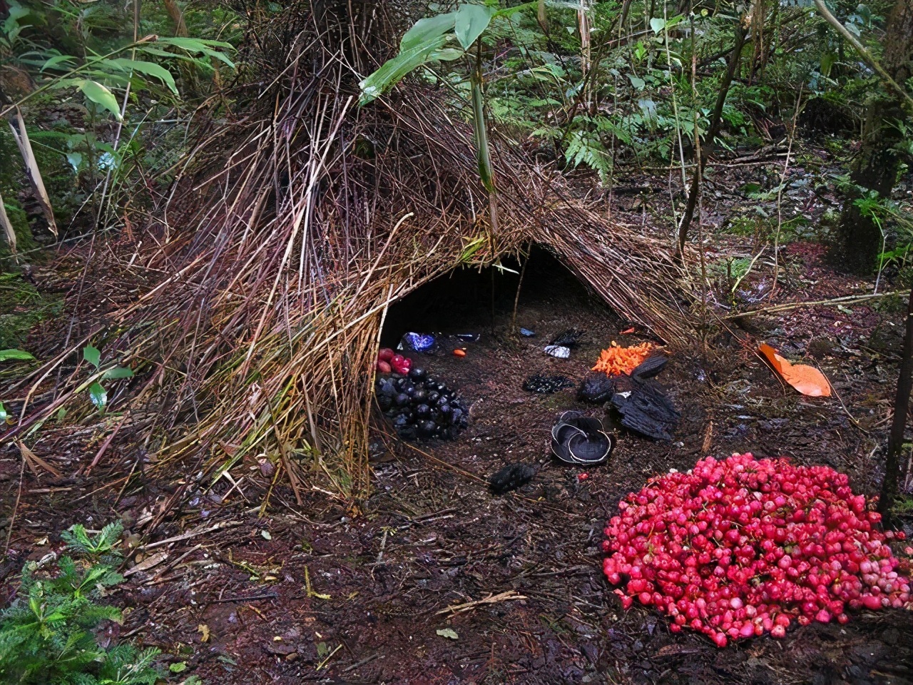公鸡没有丁丁，蜗牛一起射精。带你科普大自然千奇百怪的交配方式
