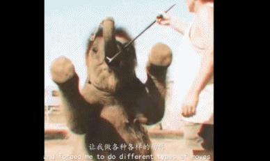 小飞象真实事件,小飞象的真实故事