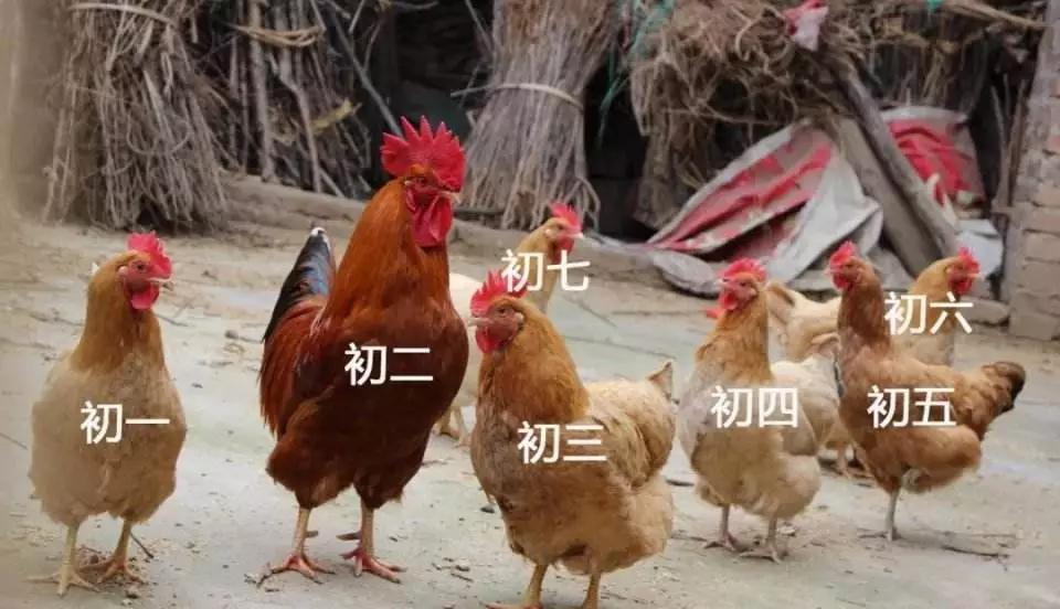 杩欏氨鏄箍涓滀汉鍘熺増,杩欏氨鏄槬鑺傚洖瀹剁殑鐞嗙敱