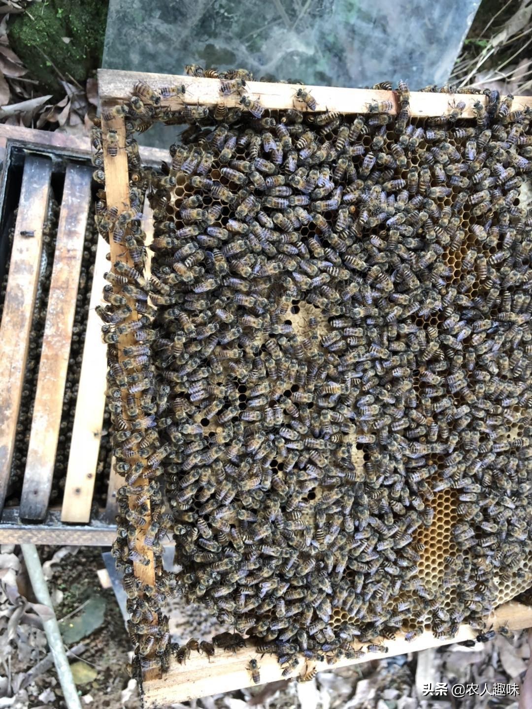 蜜蜂怎么管理才能活得更好,夏季蜜蜂怎么防虫防病