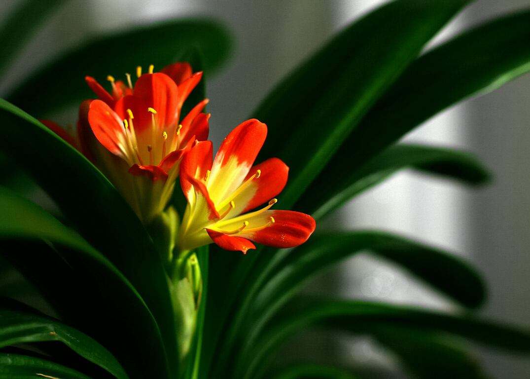 用什么叶面肥叶片黑又亮,养护叶片最好的叶面肥