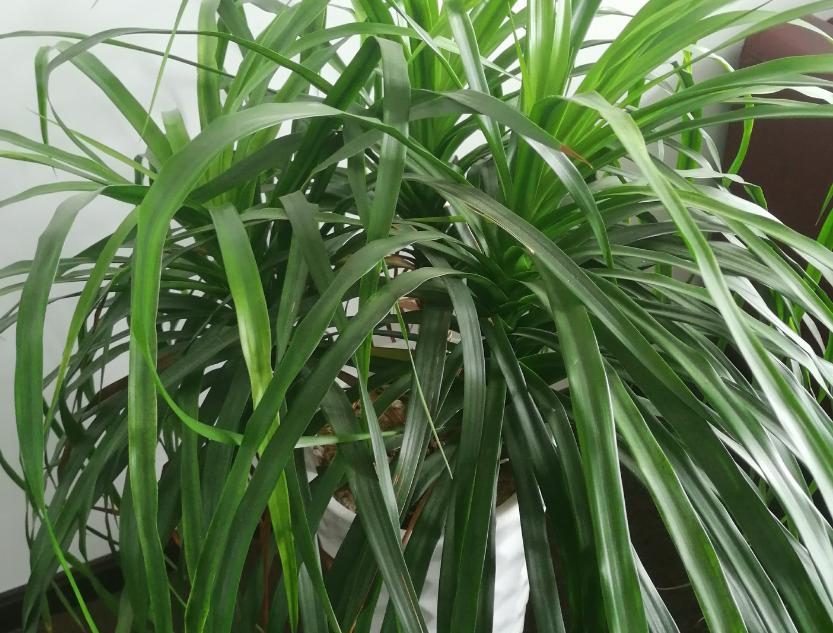 龙须树在客厅里养,室内龙须树怎么养得好