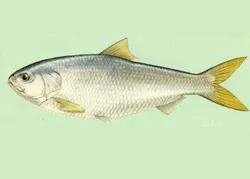 鱼怎么区别草鱼鲫鱼鲤鱼,怎样分辨草鱼和鲤鱼