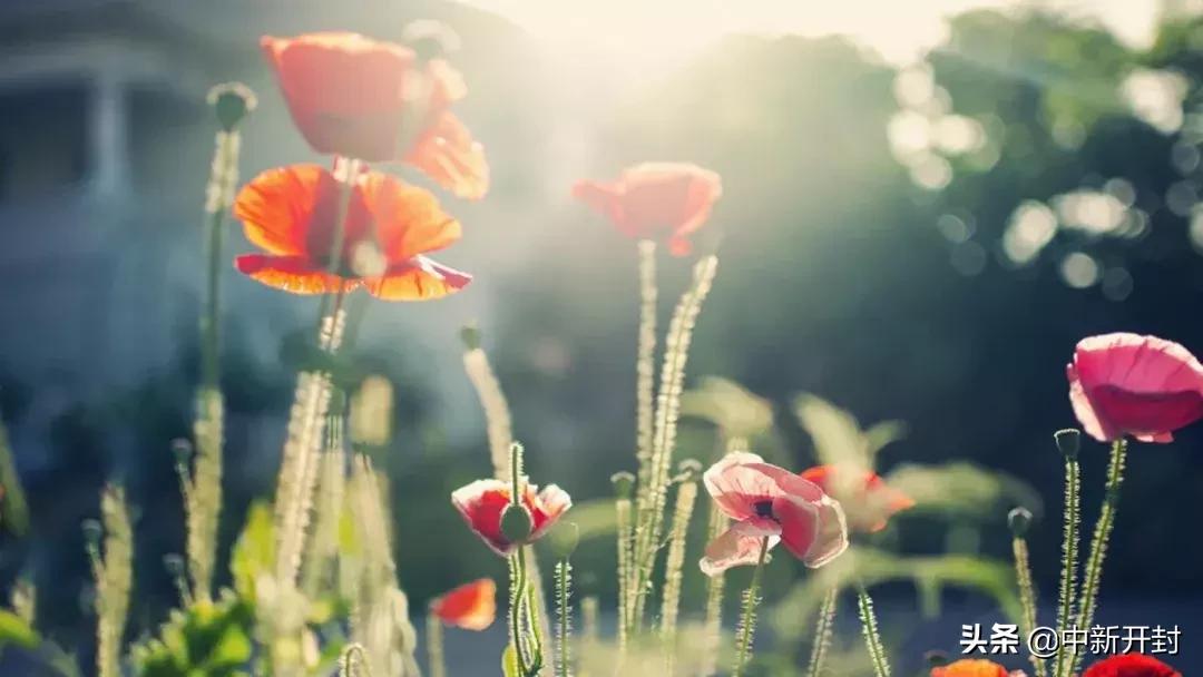 我爱这土地大学版,我爱这土地