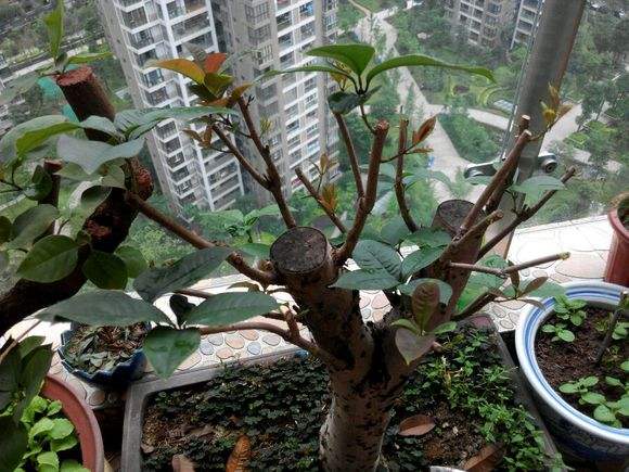 刚买的桂花叶子枯萎怎么挽救,如何挽救落叶的桂花