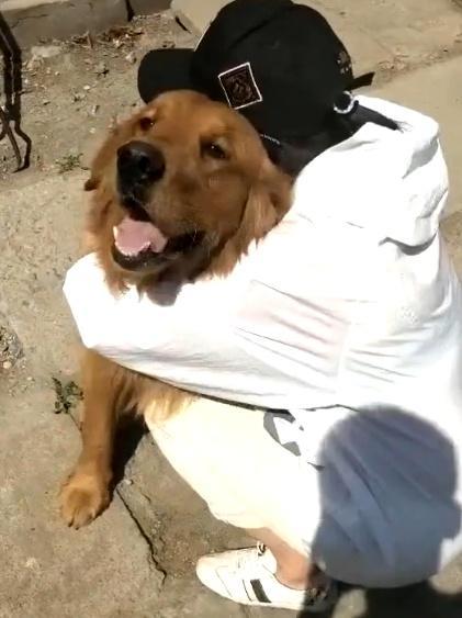 金毛丢失被找回,金毛丢失一年暴瘦后回家