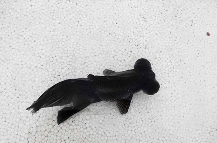 崖上的波妞和悬崖上的金鱼姬区别,悬崖上的金鱼姬还是悬崖上的波妞