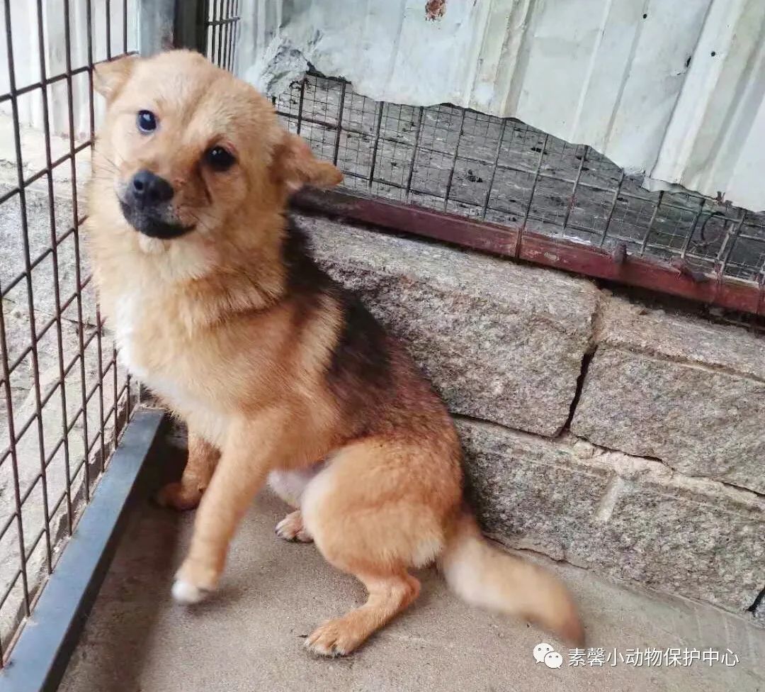 领养代替购买|2021年6月份福州线上宠物领养活动