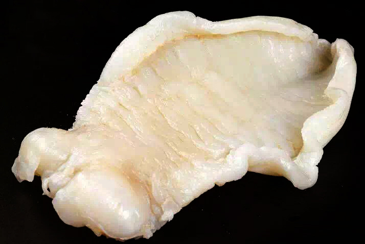 花胶的正确泡发方法大全图解,花胶前处理