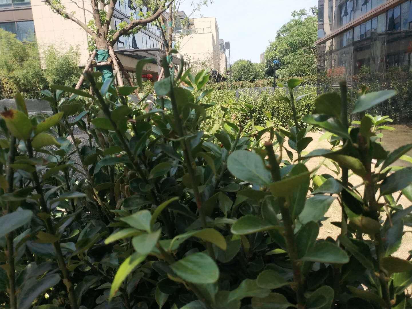 大叶黄杨冬季黄叶是什么原因,大叶黄杨叶片发黄掉叶是什么原因